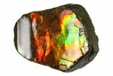Iridescent Ammolite - Fossil Ammonite Shell #130732-2